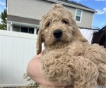 Puppy Otis Goldendoodle