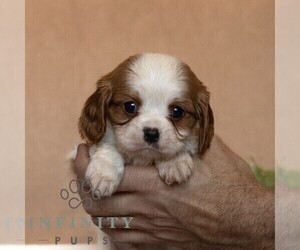 Cavalier King Charles Spaniel Puppy for sale in HONEY BROOK, PA, USA