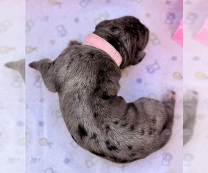 Great Dane Puppy for sale in MARSHVILLE, NC, USA