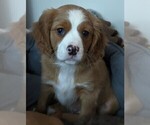 Puppy 3 Australian Shepherd-Cavalier King Charles Spaniel Mix
