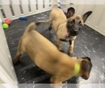 Small Photo #53 Belgian Malinois Puppy For Sale in REESEVILLE, WI, USA