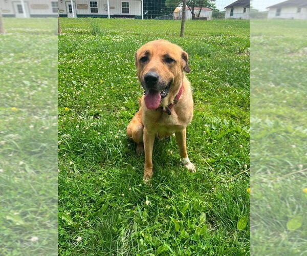 Medium Photo #1 Mutt Puppy For Sale in Osgood, IN, USA