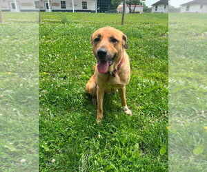 Mutt Dogs for adoption in Osgood, IN, USA