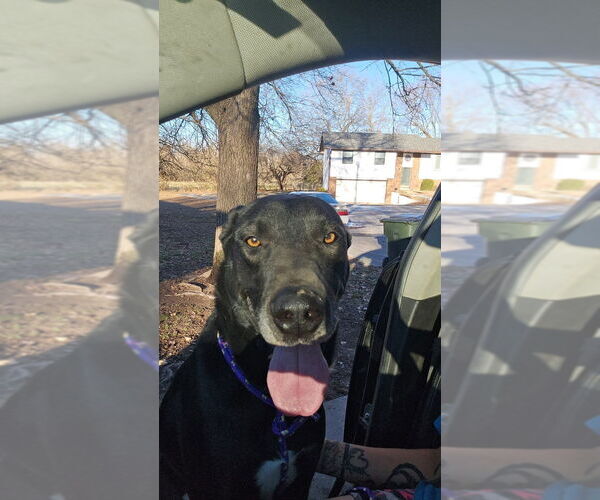 Medium Photo #9 German Shepherd Dog-Great Dane Mix Puppy For Sale in Bolivar, MO, USA