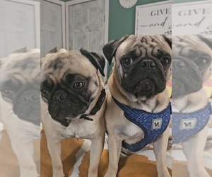 Father of the Pug puppies born on 05/18/2025