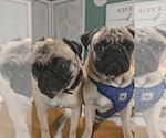 Small Photo #1 Pug Puppy For Sale in GLENCOE, KY, USA