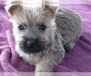 Cairn Terrier Puppy for sale in SANTA ROSA, CA, USA