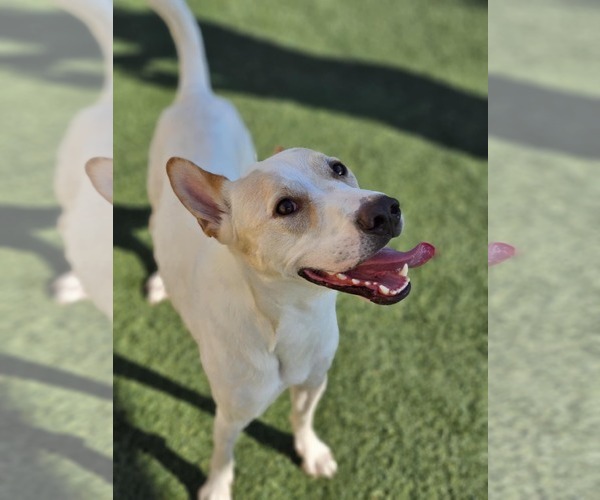 Medium Photo #11 Mutt Puppy For Sale in McKinney, TX, USA