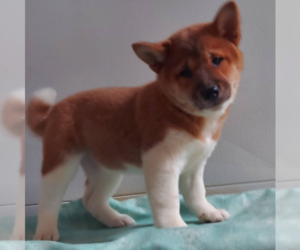 Shiba Inu Puppy for sale in FRYTOWN, IA, USA
