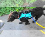 Small #2 Mutt