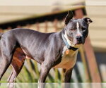 Small #4 American Pit Bull Terrier-American Staffordshire Terrier Mix