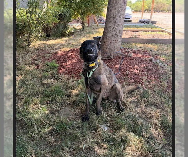 Medium Photo #4 Mutt Puppy For Sale in Imlay City, MI, USA