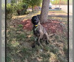 Small #3 Mutt