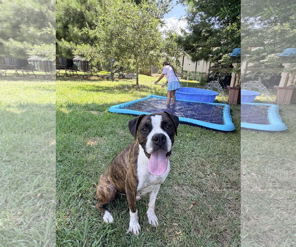Medium Photo #3 Boxer Puppy For Sale in Dumont, NJ, USA