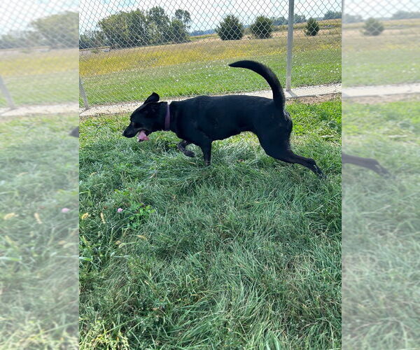 Medium Photo #2 Mutt Puppy For Sale in Pierceton , IN, USA