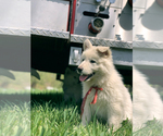 Small Photo #31 German Shepherd Dog Puppy For Sale in WASHINGTON, NJ, USA