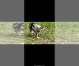Mother of the Australian Shepherd puppies born on 05/05/2025