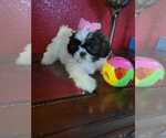 Small Photo #1 Shih Tzu Puppy For Sale in SEBRING, FL, USA