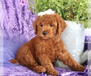 Goldendoodle (Miniature) Puppy for sale in LIBERAL, MO, USA