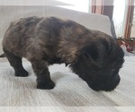 Small Photo #4 Bouvier Des Flandres Puppy For Sale in BERWICK, ME, USA