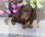 Small #1 Dachshund