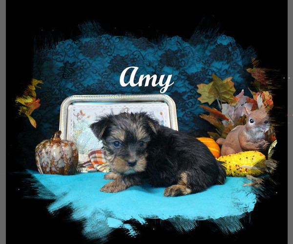 Medium Photo #6 Yorkshire Terrier Puppy For Sale in CHANUTE, KS, USA
