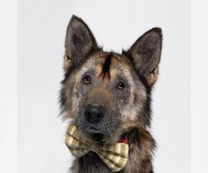German Shepherd Dog Dogs for adoption in Santa Barbara, CA, USA