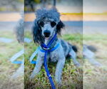 Small Poodle (Toy)
