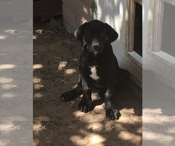 Medium Photo #4 Great Dane Puppy For Sale in SIERRA VISTA, AZ, USA