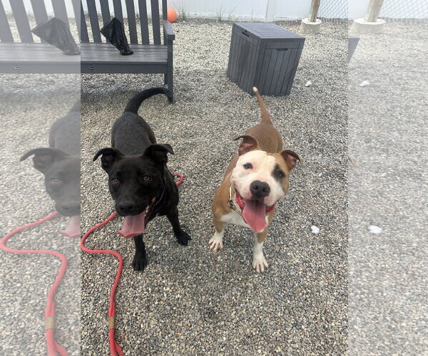 Medium Photo #4 American Pit Bull Terrier-Unknown Mix Puppy For Sale in Rockaway, NJ, USA
