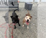 Small #3 American Pit Bull Terrier Mix