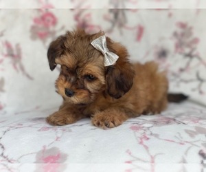 Poodle (Miniature)-Shorkie Tzu Mix Puppy for sale in LAKELAND, FL, USA