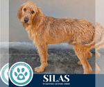 Small #1 Golden Retriever Mix