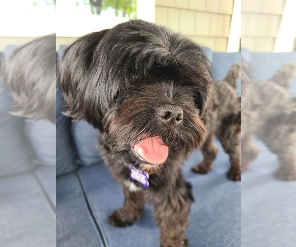 Medium Photo #10 Shih Tzu-Unknown Mix Puppy For Sale in Oak Bluffs, MA, USA
