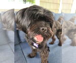 Small #9 Shih Tzu Mix