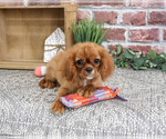 Small #2 Cavalier King Charles Spaniel