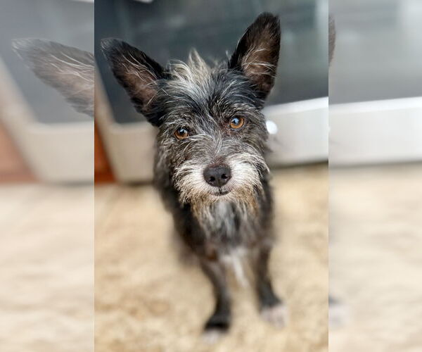 Medium Photo #1 Mutt Puppy For Sale in Boca Raton, FL, USA