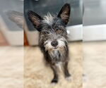 Small Mutt