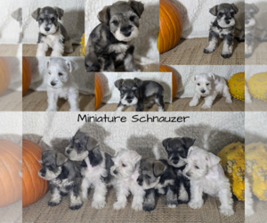 Schnauzer (Miniature) Puppy for Sale in GOSHEN, Indiana USA