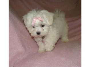 Maltese Puppy for sale in COLUMBUS, OH, USA