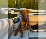Small #3 American Staffordshire Terrier Mix