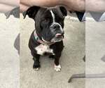 Small #2 American Pit Bull Terrier-Bulldog Mix