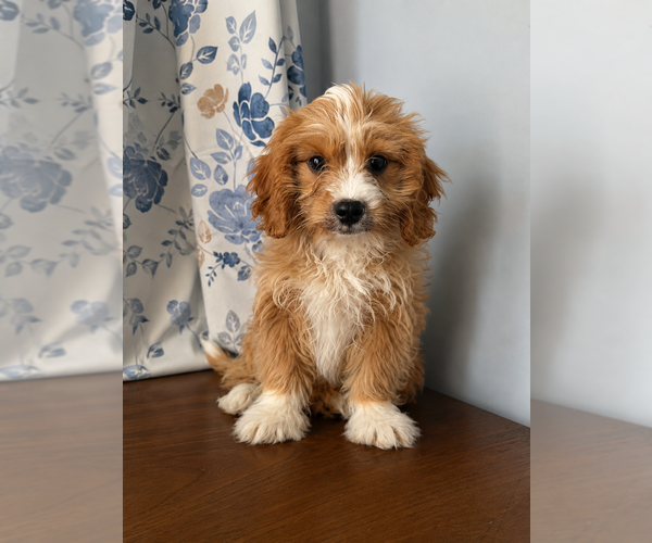 Medium Photo #32 Cavapoo (Miniature) Puppy For Sale in DURHAM, CT, USA
