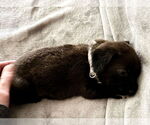 Small #11 Pembroke Welsh Corgi Mix