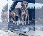 Small #5 German Shorthaired Pointer