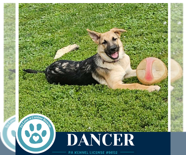 Medium Photo #8 German Shepherd Dog Puppy For Sale in Kimberton, PA, USA