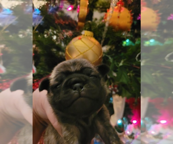 Medium Photo #1 Pug Puppy For Sale in SIDNEY, OH, USA