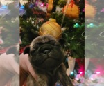 Small Photo #1 Pug Puppy For Sale in SIDNEY, OH, USA