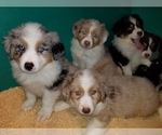 Small Photo #2 Australian Shepherd Puppy For Sale in DUVALL, WA, USA