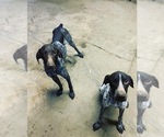 Small Photo #2 German Shorthaired Pointer Puppy For Sale in DYERSBURG, TN, USA